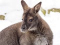 Bennett`s wallaby, Macropus rufogriseus is surprised by snow