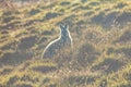 Semi silhouette of Bennett`s wallaby during sunset at Cradle Mountain - Lake Saint Clair National Park, Australia. Royalty Free Stock Photo