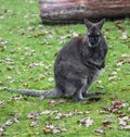 Bennett`s wallaby on the lawn 10