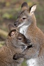 Bennett Wallabies Royalty Free Stock Photo