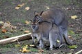 Bennett Wallabies Royalty Free Stock Photo