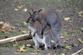 Bennett Wallabies Royalty Free Stock Photo