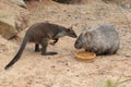 Bennett wallaby and common wombat