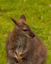 Bennett Wallaby