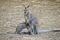 Bennetts red necked wallaby and joey Royalty Free Stock Photo