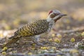 Bennetts Specht, Bennett's Woodpecker, Campethera bennettii Royalty Free Stock Photo