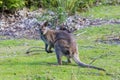 Bennetts wallaby on Bruny island Royalty Free Stock Photo