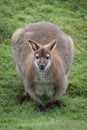 Bennetts wallaby