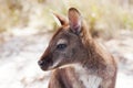 Bennetts Wallaby Tasmania