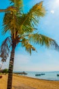 Benoa sand beach view, palm tree. Bali,Indonesia Royalty Free Stock Photo