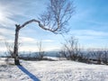 Bent alone tree in sowy winter landcape