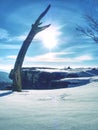 Bent alone tree in sowy winter landcape