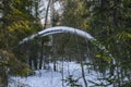A Bent Tree in a Snowy Forest Royalty Free Stock Photo