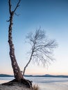 Bent bonsai birch tree on sandy beach of frozen lake. Spring weather Royalty Free Stock Photo