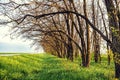 The bent branches of the roadside acacia froze in spring expectation