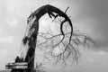 Bent and crooked unique dead tree black and white photo