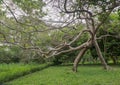 Bent deformed tree as seen in Bingerville Botanical garden in Ivory Coast Cote d`Ivoire.