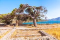 Bent down pine tree Royalty Free Stock Photo