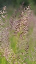 Bent grass also known as bentgrass or colonial bent or Agrostis capillaris in the filed close - up view Royalty Free Stock Photo