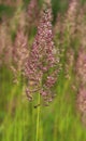 Bent grass also known as bentgrass or colonial bent or Agrostis capillaris in the filed close - up view