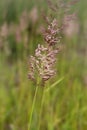 Bent grass also known as bentgrass or colonial bent or Agrostis capillaris in the filed close - up view