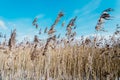 Bent grass in blue sky background
