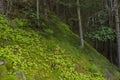 folded grasses on the mountainside in the Norwegian fjords Royalty Free Stock Photo