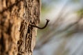 A bent hook-shaped nail on a tree bark close-up