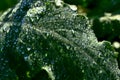 Bent leaf of poppy (Papaver Somniferum) with melted frost cover