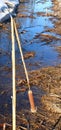 Close-up of Bulrush reed bent over in marsh during spring