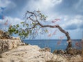 Bent over Windswept Tree - Curacao Views