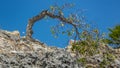 Bent over Windswept Tree - Curacao Views Royalty Free Stock Photo