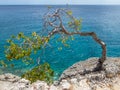 Bent over Windswept Tree - Curacao Views