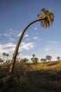 Bent palm tree and a lot of little palm trees and the moon at the background, in El Palmar National Park, Entre RÃÂ­os, Argentina Royalty Free Stock Photo