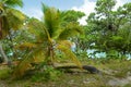 Bent Palm Tree in Trunk Bay, US Virgin Islands, USA Royalty Free Stock Photo