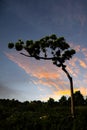 Bent Pecan Tree