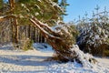 Bent pine branch under the weight of snow in the form of an arch Royalty Free Stock Photo