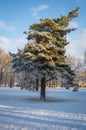 Bent pine tree in park covered by fresh snow on sunny winter day Royalty Free Stock Photo