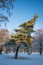 Bent pine tree in park covered by fresh snow on sunny winter day Royalty Free Stock Photo