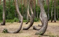 Bent pine trees in Crooked Forest Krzywy Las near Gryfino, Poland Royalty Free Stock Photo