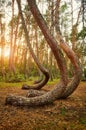Bent pine trees in Crooked Forest at sunset, Poland Royalty Free Stock Photo