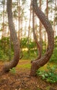 Bent pine trees in Crooked Forest Krzywy Las at sunset, Poland