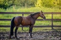 Bent or pinto horse in a bridle on a walk in the corral against the backdrop of a forest landscape Royalty Free Stock Photo