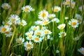 Bent plants in summer sun Royalty Free Stock Photo