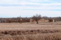 Bent`s Old Fort National Historic Site Royalty Free Stock Photo