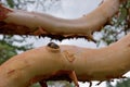 Bent, but smooth branches of Arbutus tree with peeling bark and grafitti of lovers against sky