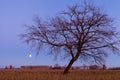 Tree with branches without leaves, in winter on a full moon night. Landscape in the cultivated plain countryside.