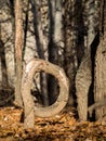 Bent tree in the forest in autumn Royalty Free Stock Photo