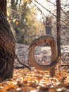 Bent tree in the forest in autumn Royalty Free Stock Photo