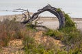 Bent tree trunk, sea spurge and other salt tolerant plants growing at coastal area, Coorong National Park